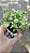 MINI SINGÔNIO (Syngonium mini pixie) - P11 - Imagem 5