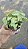 MINI SINGÔNIO (Syngonium mini pixie) - P11 - Imagem 7