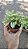 MINI SINGÔNIO (Syngonium mini pixie) - P11 - Imagem 6