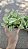MINI SINGÔNIO (Syngonium mini pixie) - P11 - Imagem 8