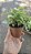 MINI SINGÔNIO (Syngonium mini pixie) - P11 - Imagem 9