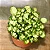 MINI SINGÔNIO (Syngonium mini pixie) - P11 - Imagem 2
