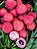LICHIA KAWAII PINK (Litchi chinensis) - Muda de Alporquia com até 1 metro - Imagem 3