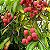 LICHIA KAWAII PINK (Litchi chinensis) - Muda de Alporquia com até 1 metro - Imagem 4