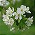 CEREJA EUROPÉIA (Prunus avium) - Muda com até 1 metro - Imagem 2