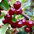 CEREJA EUROPÉIA (Prunus avium) - Muda com até 1 metro - Imagem 1