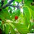 CEREJA EUROPÉIA (Prunus avium) - Muda com até 1 metro - Imagem 4