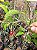 CEREJA EUROPÉIA (Prunus avium) - Muda com até 1 metro - Imagem 5