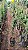 UVAIA (Eugenia pyriformis) - Muda - Imagem 2