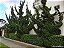 KAIZUKA (Juniperus chinensis torulosa) - Muda com 30 cm - Imagem 4