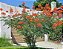 MINI FLAMBOYANT (Caesalpinia pulcherrima) - Muda com até 1 metro - Imagem 2