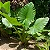 ORELHA DE ELEFANTE (Alocasia macrorrhizos) - Muda com 60 a 70 cm - Imagem 1