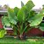 ORELHA DE ELEFANTE (Alocasia macrorrhizos) - Muda com 60 a 70 cm - Imagem 2