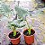 ORELHA DE ELEFANTE (Alocasia macrorrhizos) - Muda com 60 a 70 cm - Imagem 4