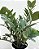 ZAMIOCULCA (Zamioculcas zamiifolia) - P17 - Imagem 2