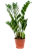ZAMIOCULCA (Zamioculcas zamiifolia) - P17 - Imagem 3