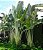 ÁRVORE DO VIAJANTE ou RAVENALA (Ravenala madagascariensis) - Muda com 80 cm - Imagem 3