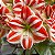 AMARÍLIS SUPERSTAR (Amaryllis) - BULBO - Imagem 1