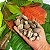 CASTANHA DO PARÁ (Bertholletia excelsa) - Muda com até 40 cm - Imagem 7