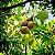 CASTANHA DO PARÁ (Bertholletia excelsa) - Muda com até 40 cm - Imagem 5