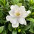 MINI GARDÊNIA (Gardenia augusta) - Muda com até 30 cm - Imagem 1