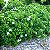MINI GARDÊNIA (Gardenia augusta) - Muda com até 30 cm - Imagem 4
