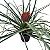 TILLANDSIA (Tillandsia cynea) - P12 - Imagem 3