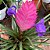 TILLANDSIA (Tillandsia cynea) - P12 - Imagem 1