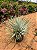 Yucca Rostrata - Muda com 40 a 60 cm - Imagem 2