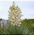 Yucca Rostrata - Muda com 40 cm - Imagem 2