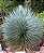 Yucca Rostrata - Muda com 40 cm - Imagem 3
