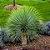 Yucca Rostrata - Muda com 40 cm - Imagem 1