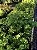 SALSA ou SALSINHA (Petroselinum crispum) - Imagem 2