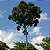 ANDIROBA (Carapa Guianensis) - Muda com até 80 cm - Imagem 2