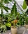 Alocasia Sarian - Muda com até 60 cma - Imagem 2