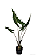 Alocasia Sarian - Muda com até 60 cma - Imagem 3