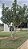 PLÁTANO (Platanus x Hispanica) - Muda com até 80 cm - Imagem 4