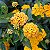 MINI LANTANA AMARELA (Lantana montevidensis) - Imagem 1