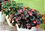 BEGÔNIA (Begonia semperflorens) - Imagem 2
