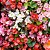 BEGÔNIA (Begonia semperflorens) - Imagem 1
