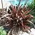 FORMIO ROXO (Phormium tenax rubrum) - Touceira 80 cm - Imagem 3