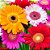 GÉRBERA (Gerbera jamesonii) - P15 - Imagem 1