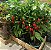 PIMENTA BIQUINHO (Capsicum chinense) - P15 - Imagem 2