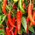 PIMENTA DEDO DE MOÇA (Capsicum baccatum) - P15 - Imagem 1