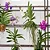 ORQUÍDEA VANDA CORES - Imagem 6