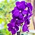 ORQUÍDEA VANDA CORES - Imagem 3