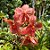 ORQUÍDEA VANDA CORES - Imagem 2