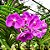 ORQUÍDEA VANDA CORES - Imagem 1