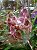 ORQUÍDEA VANDA CORES - Imagem 5