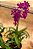 ORQUÍDEA DENPHAL - P08 - Imagem 1